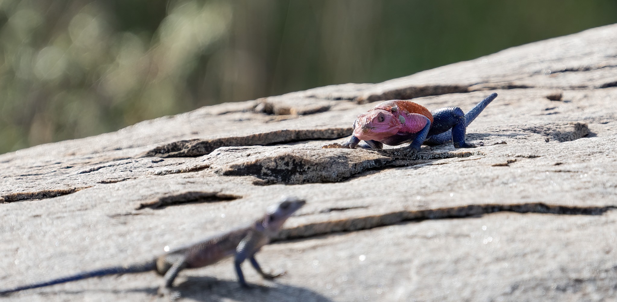 Mwanza Flat-Headed Rock Agama